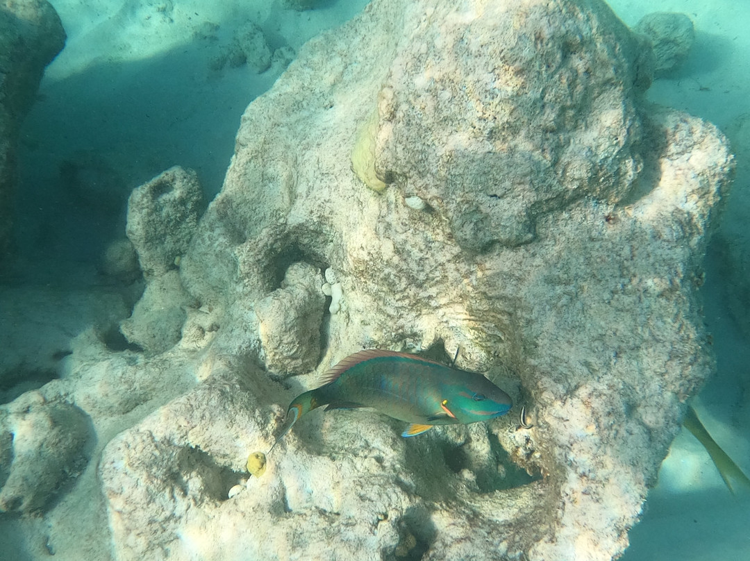 Bight Reef (Coral Gardens)-普罗维登西亚莱斯必去景点