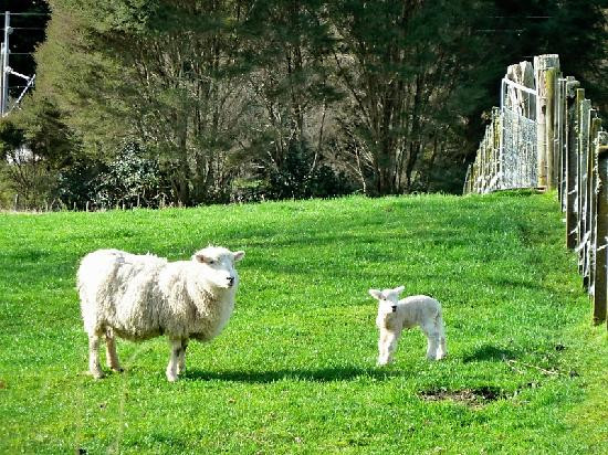 Milestone Tours-奥克兰中心地区必去景点