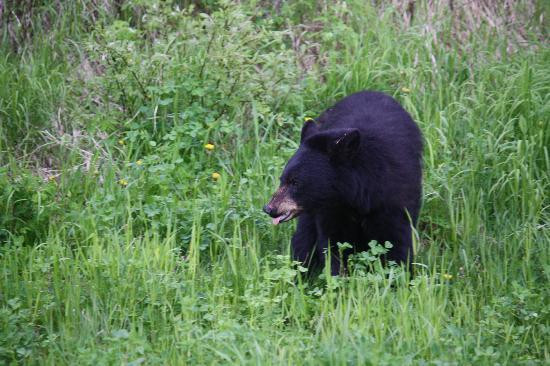 Nel's Bed & Breakast主图