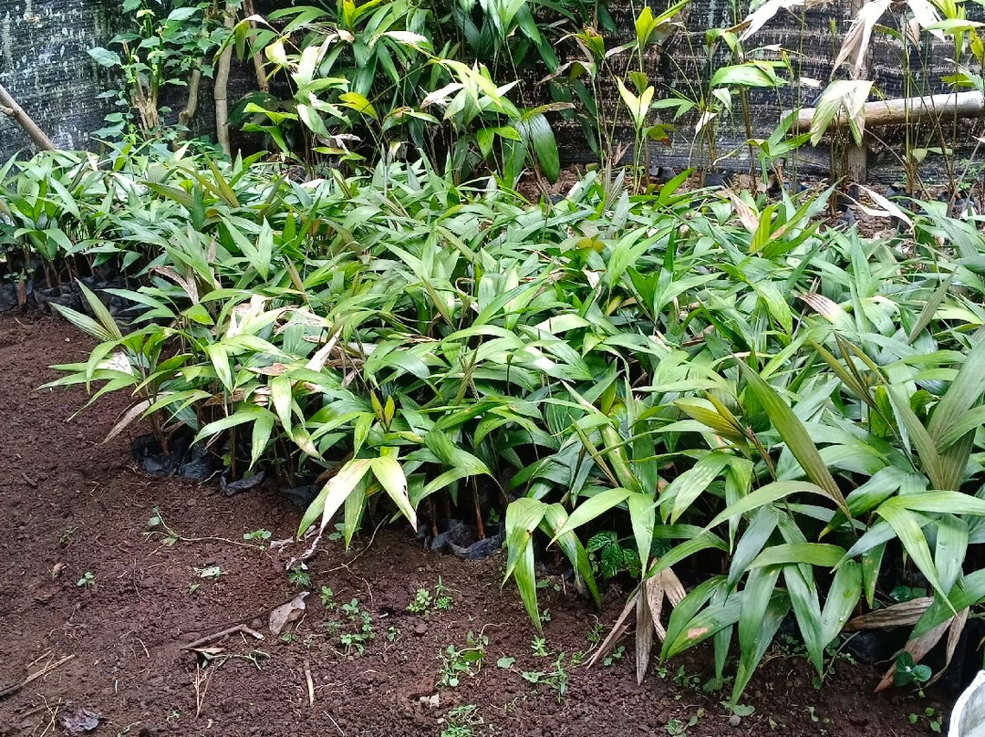 De Kebun Merta Sari景点图片