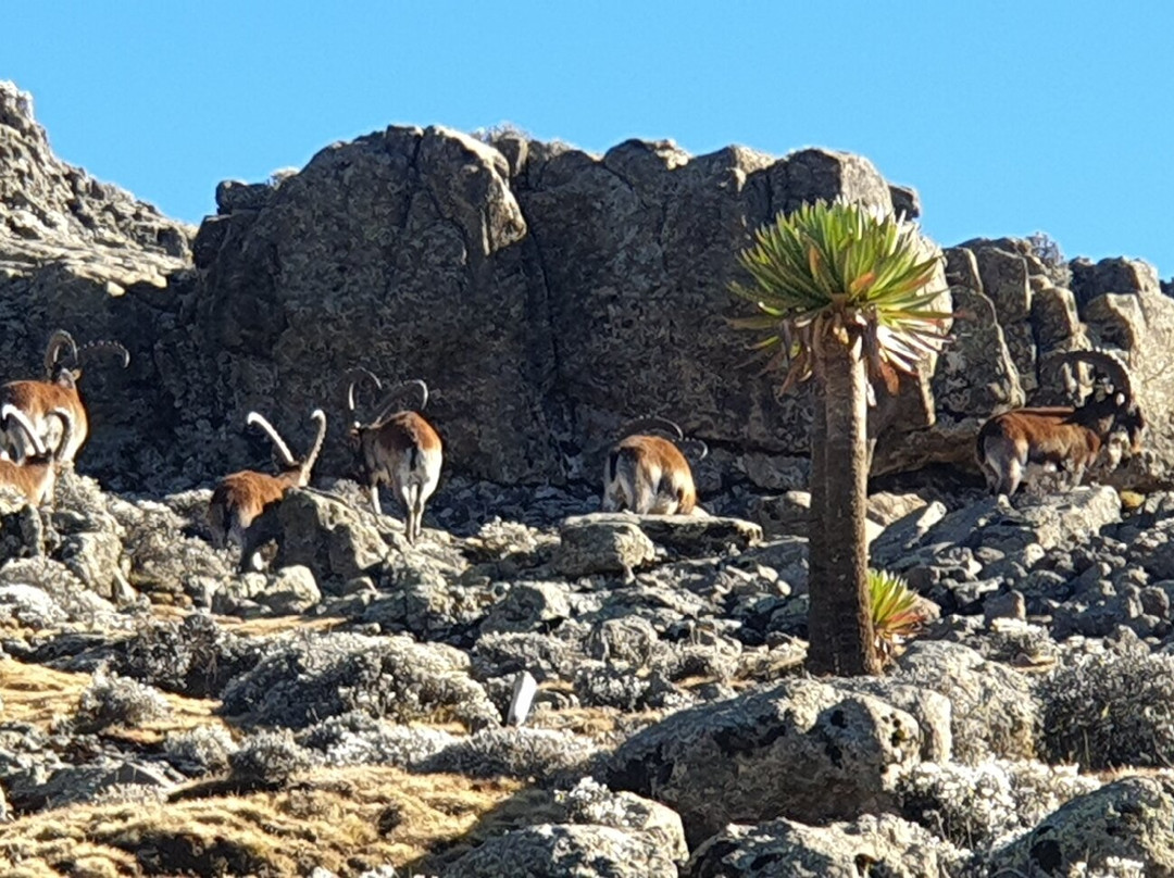Simien Mountains Tour-Debark必去景点