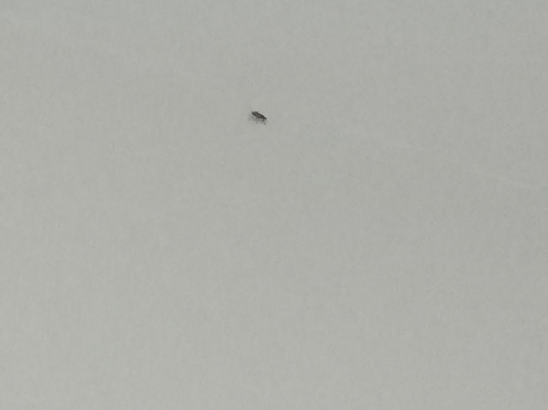 AFION Thermal OTEL主图