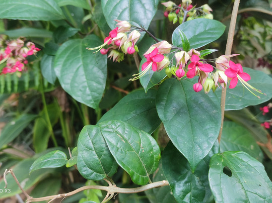 Garden Of Dreams Goa