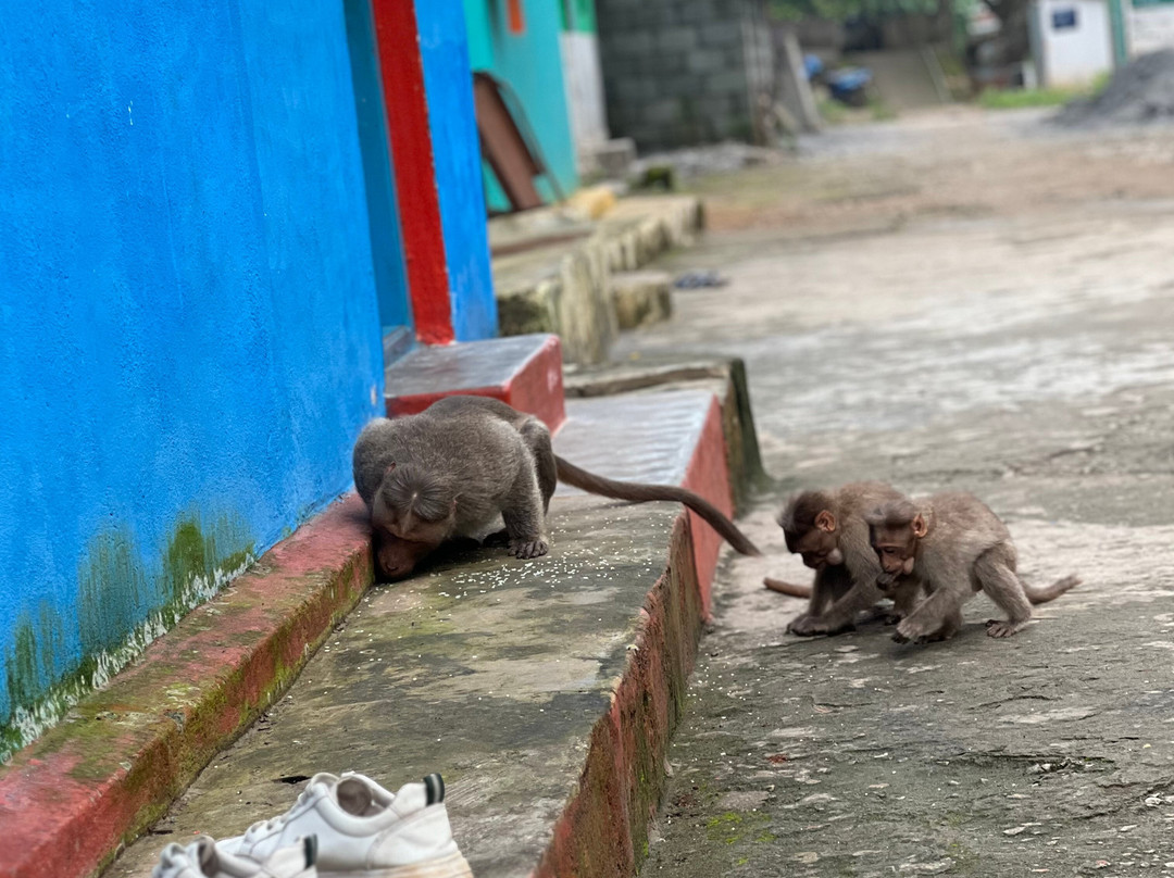 Oland Plantation Farm Stay主图