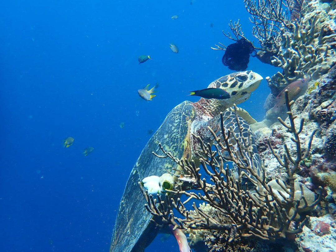 Snorkeling Menjangan Island景点图片