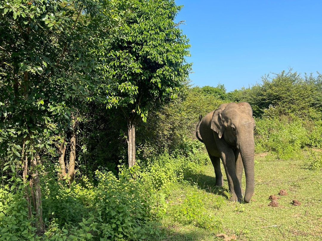 Lahiru Safari Guide景点图片