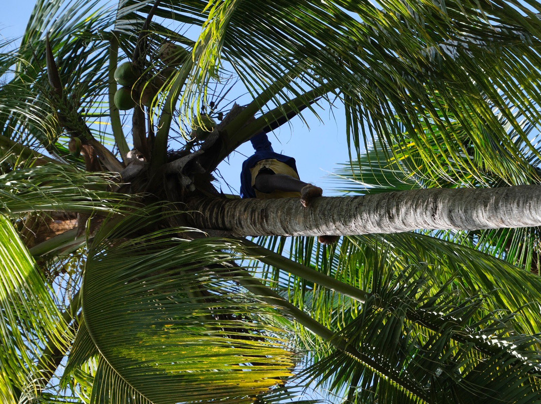 Mussa Abasi Village Spice Farm Kisongoni-基万嘎必去景点