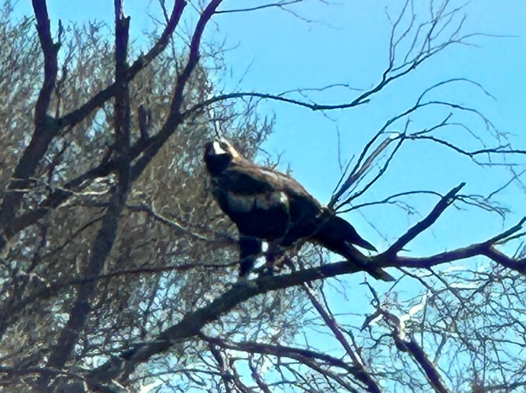 Red Dirt Tours-Winton必去景点