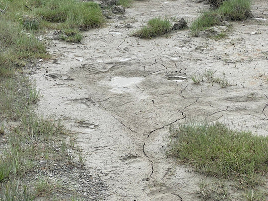 Scenic Bear Viewing-荷马必去景点