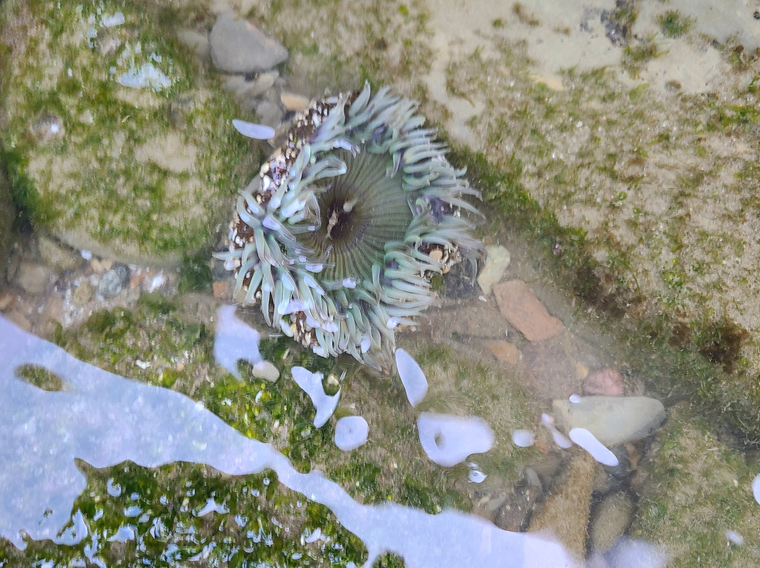 Cabrillo Tide Pools景点图片