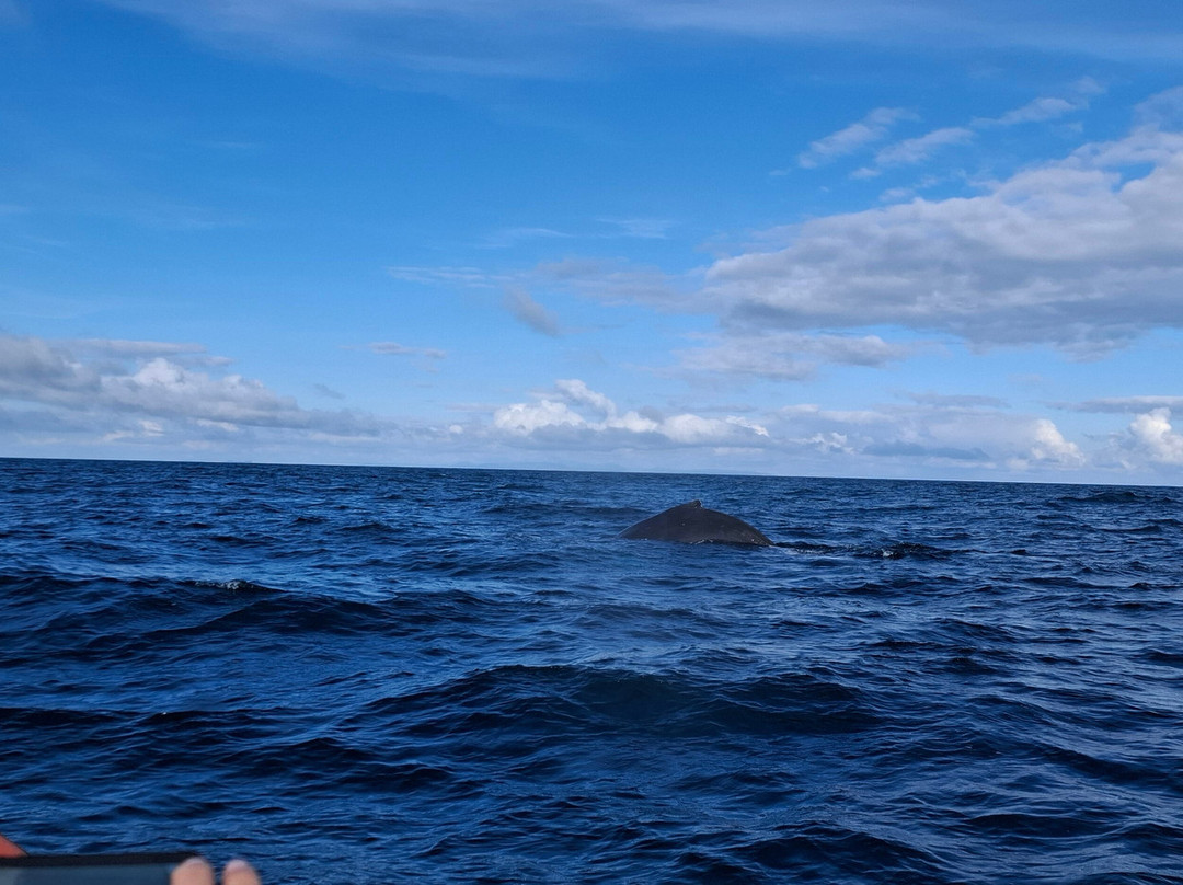 Hebridean Whale Cruises景点图片
