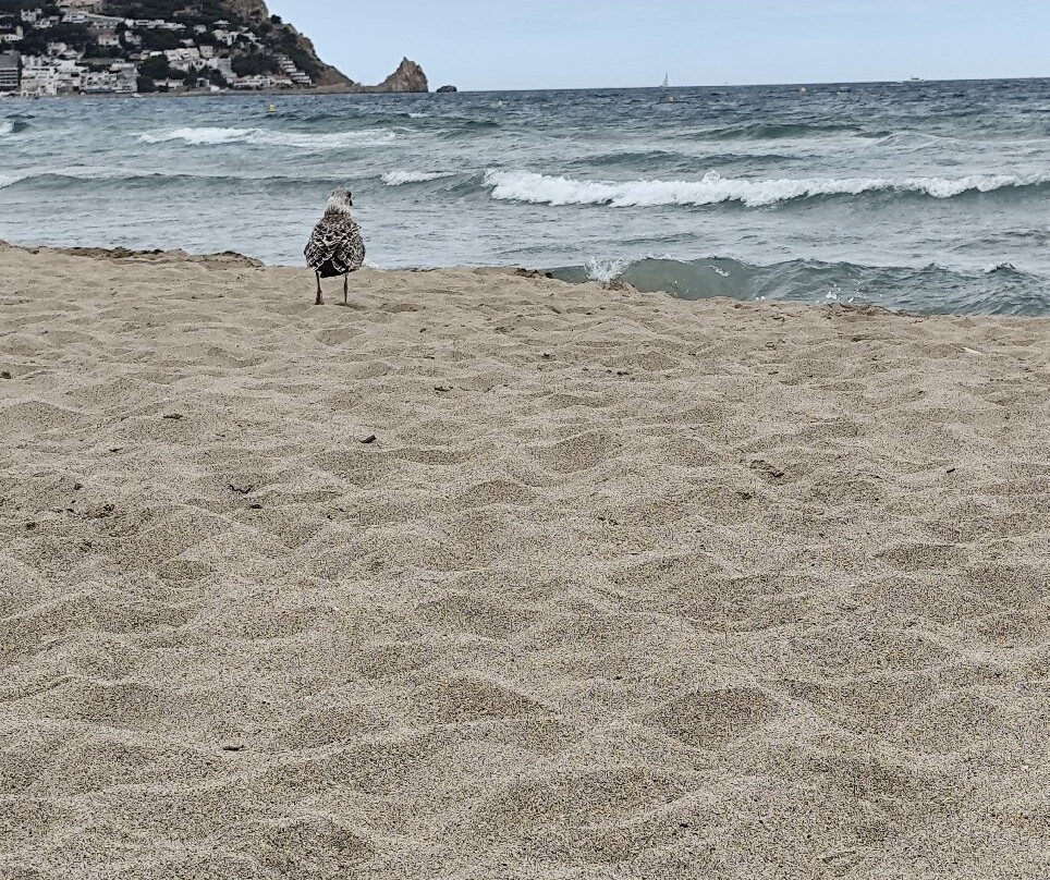 Platja de l'Estartit景点图片