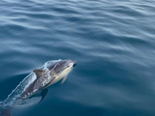 Sail Toro Charter-埃斯特波纳必去景点