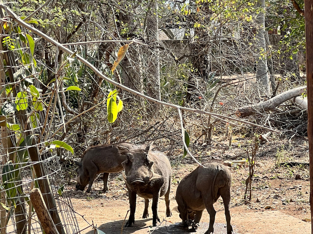 Pan African Lodge & Safari主图