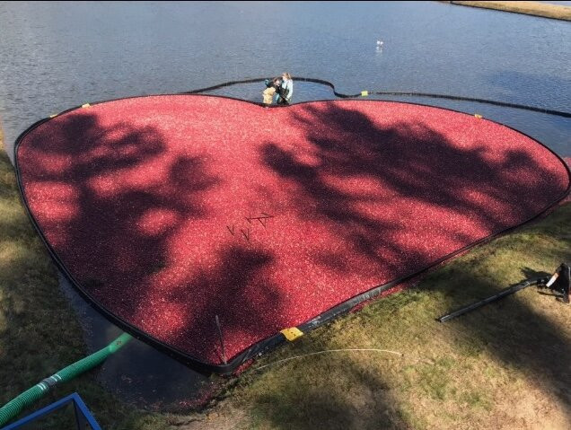 Hartley Family Farm Cranberry Bog Tours景点图片