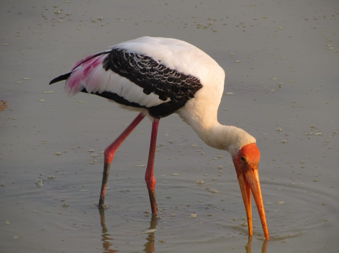 Yala Safari Team-蒂瑟默哈拉默必去景点