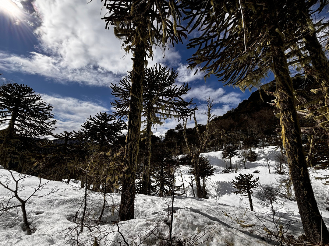 Vulcão Sollipulli-Melipeuco必去景点
