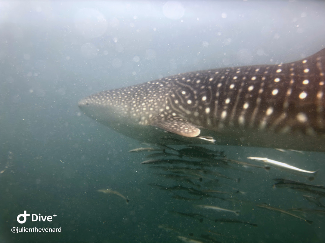 Trek Divers Seychelles-维多利亚必去景点