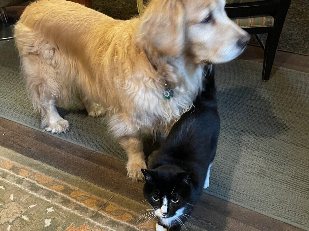 Laughing Horse Lodge主图