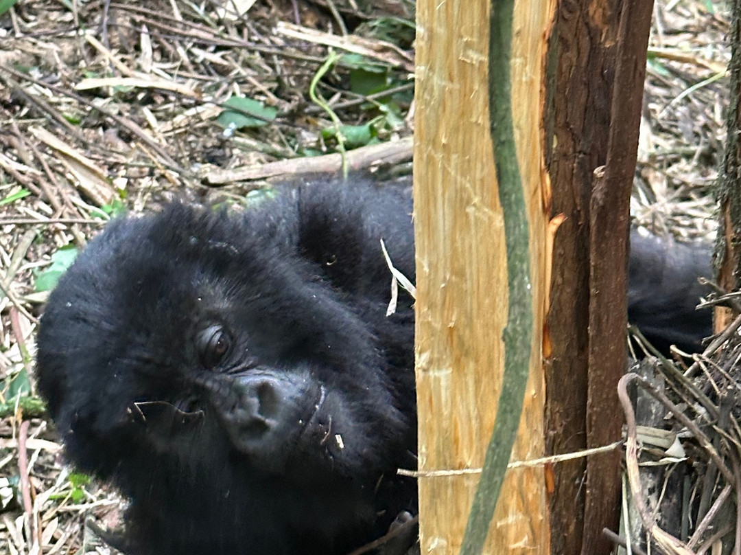 Ubuntu Voyages-Goma必去景点