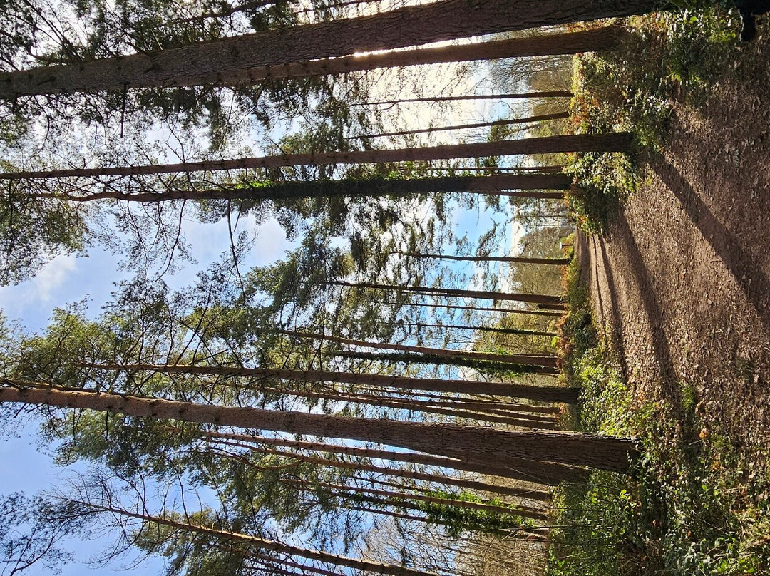 Queenswood Country Park & Arboretum景点图片
