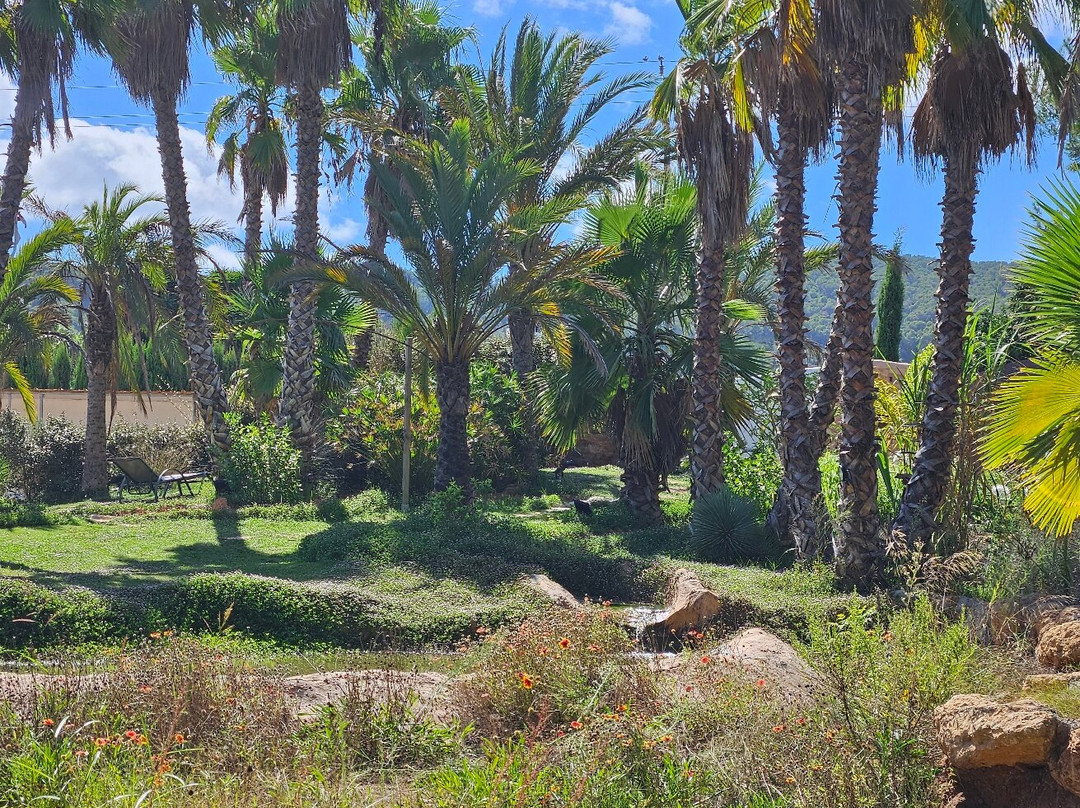 Ibiza Botánico Biotecnológico景点图片