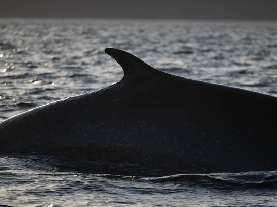 Kodiak Scenic Tours-Kodiak必去景点