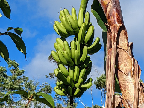 Mauna Kea Cloudforest Bioreserve-希洛必去景点