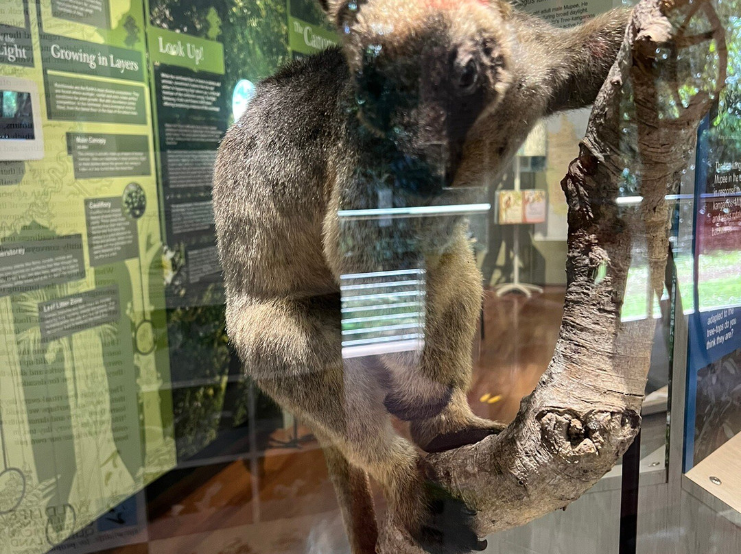 Malanda Falls-马兰达必去景点