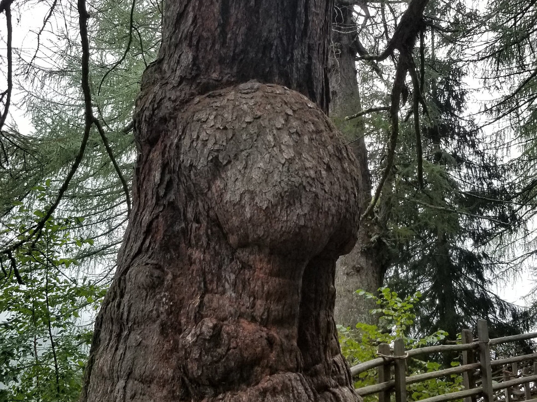 Ancient Larches of Val d'Ultimo Valley-Ultimo必去景点