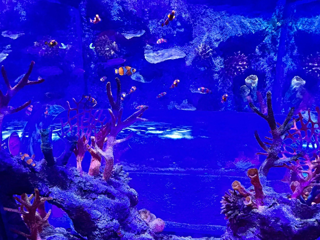 SEA LIFE Nagoya-名古屋市必去景点