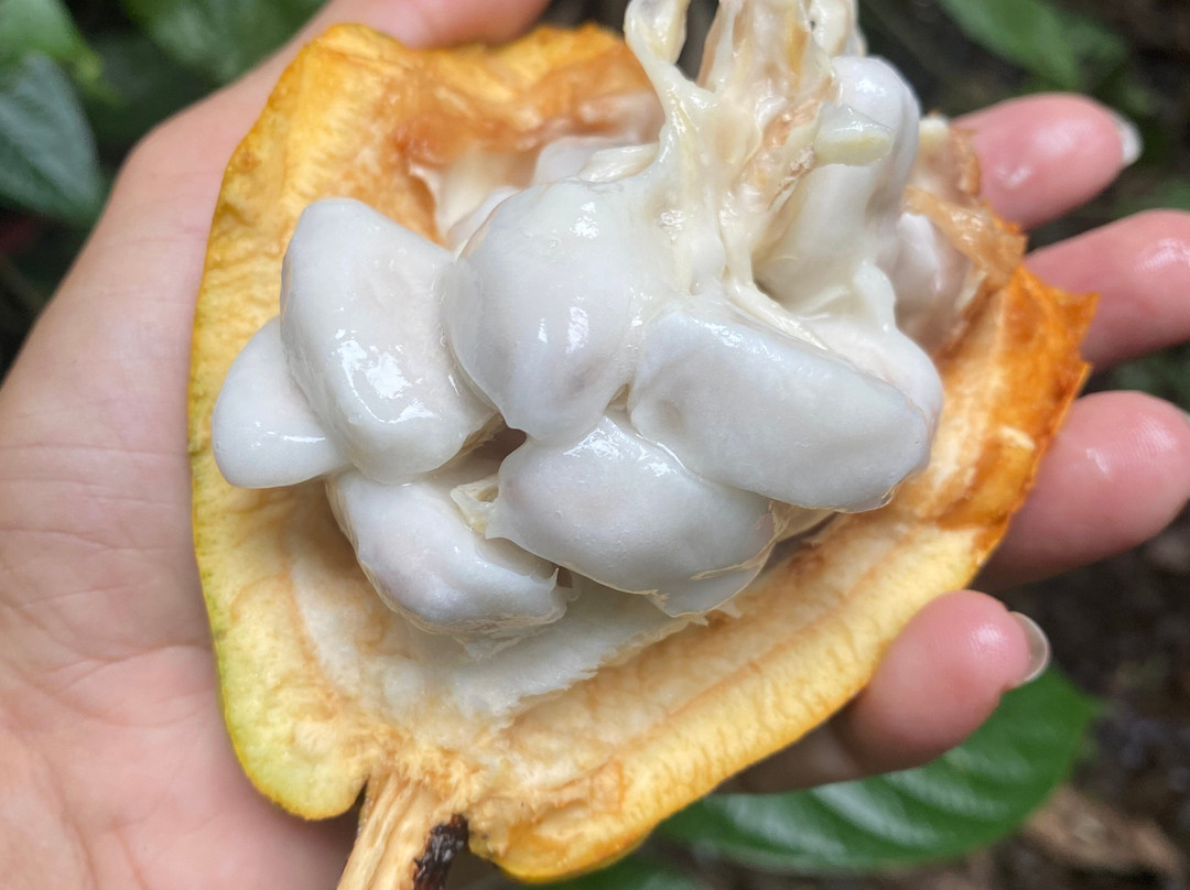 Medicinal and Edible Plant Tour-旧港必去景点
