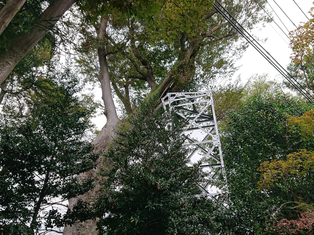 Suneori Zelkova Tree-鹤岛市必去景点
