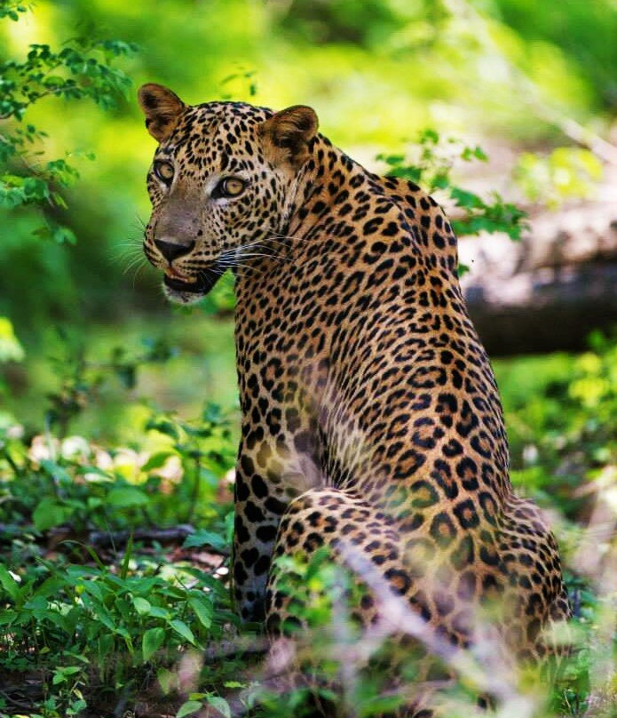 Srilanka Wild Safari Jeep tours-哈巴拉娜必去景点