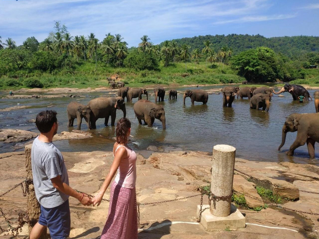 Peacock Village Pinnawala - Offer Alert! Elephant Welfare Program
