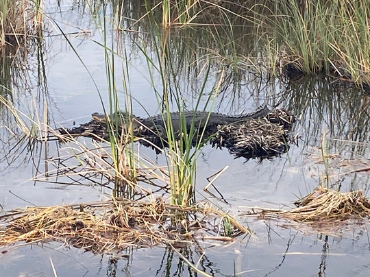 Swampdog Tours-韦斯顿必去景点