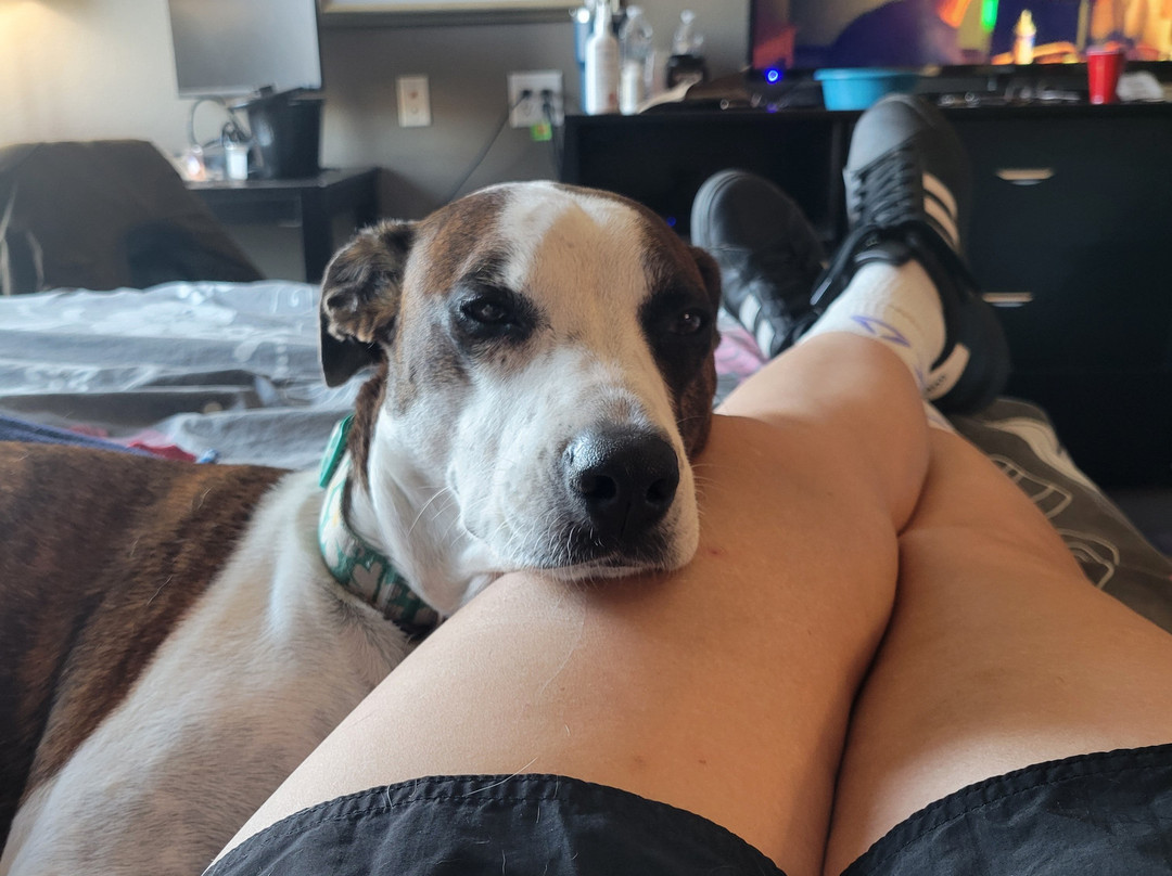 乔丹顿普莱森顿拉昆塔温德姆套房酒店主图