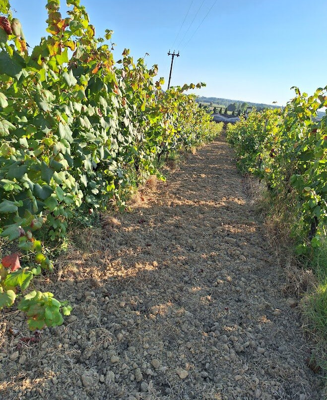 Musignano Agriturismo主图