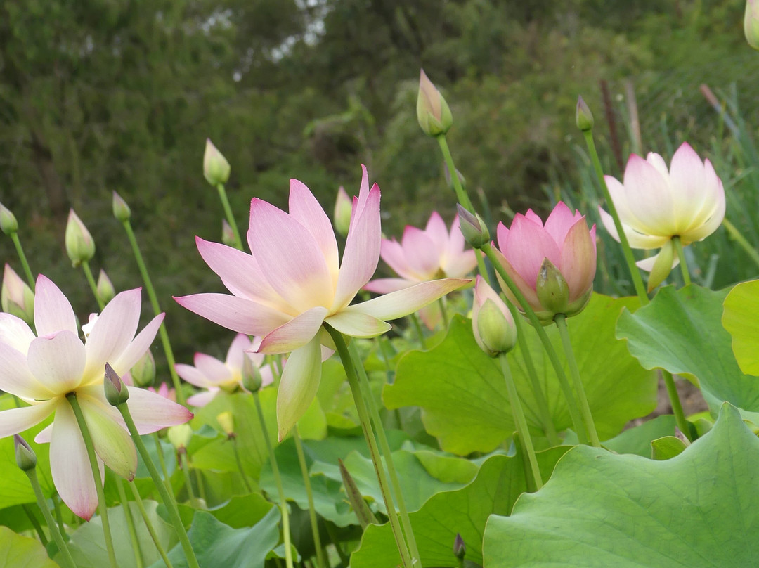 Wallis Creek Watergarden景点图片