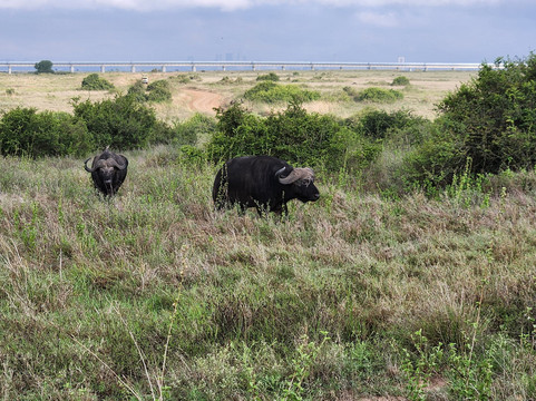 Epic Views Tours & Travel-内罗毕必去景点