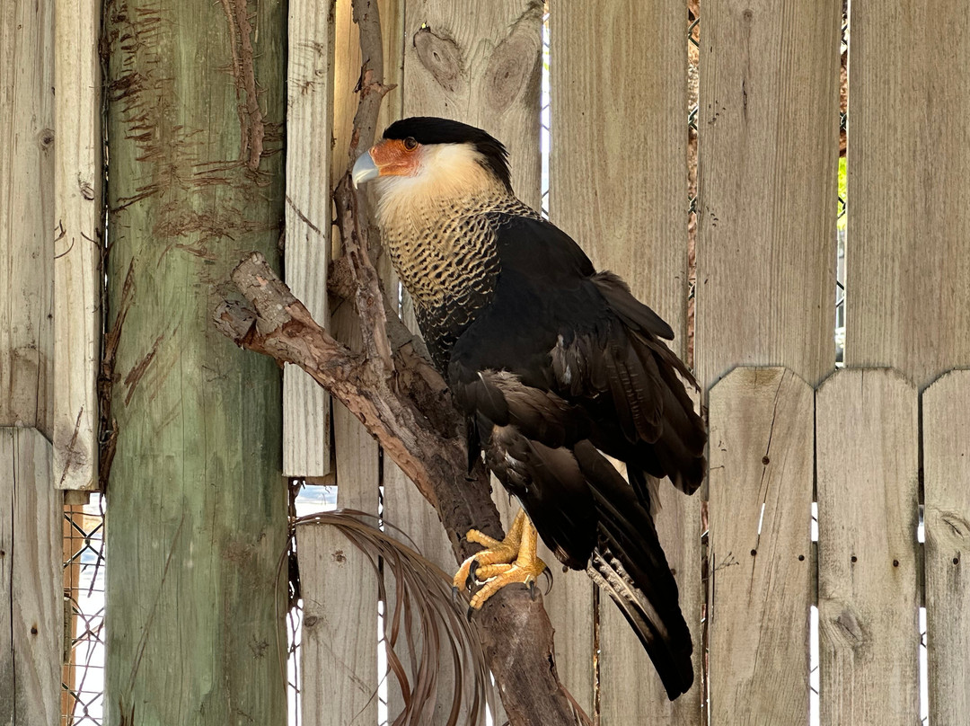 Save Our Seabirds-萨拉索塔必去景点