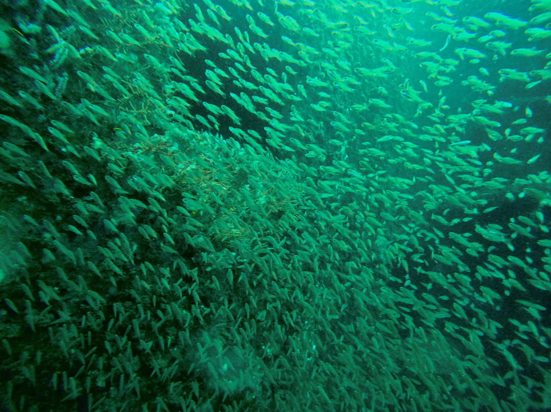 K'gari Salty Safaris-赫维湾必去景点