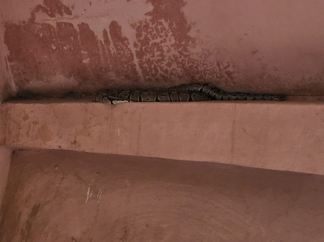 Temple des Pythons-Ouidah必去景点