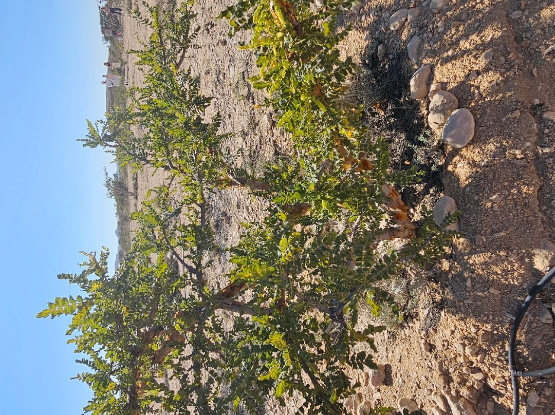 Wadi Dawkha-塞拉莱必去景点