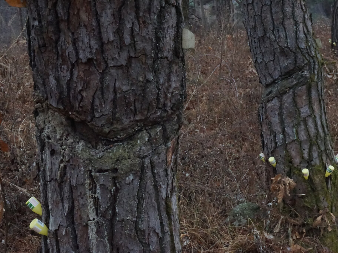 Bonggoksa Temple-牙山市必去景点