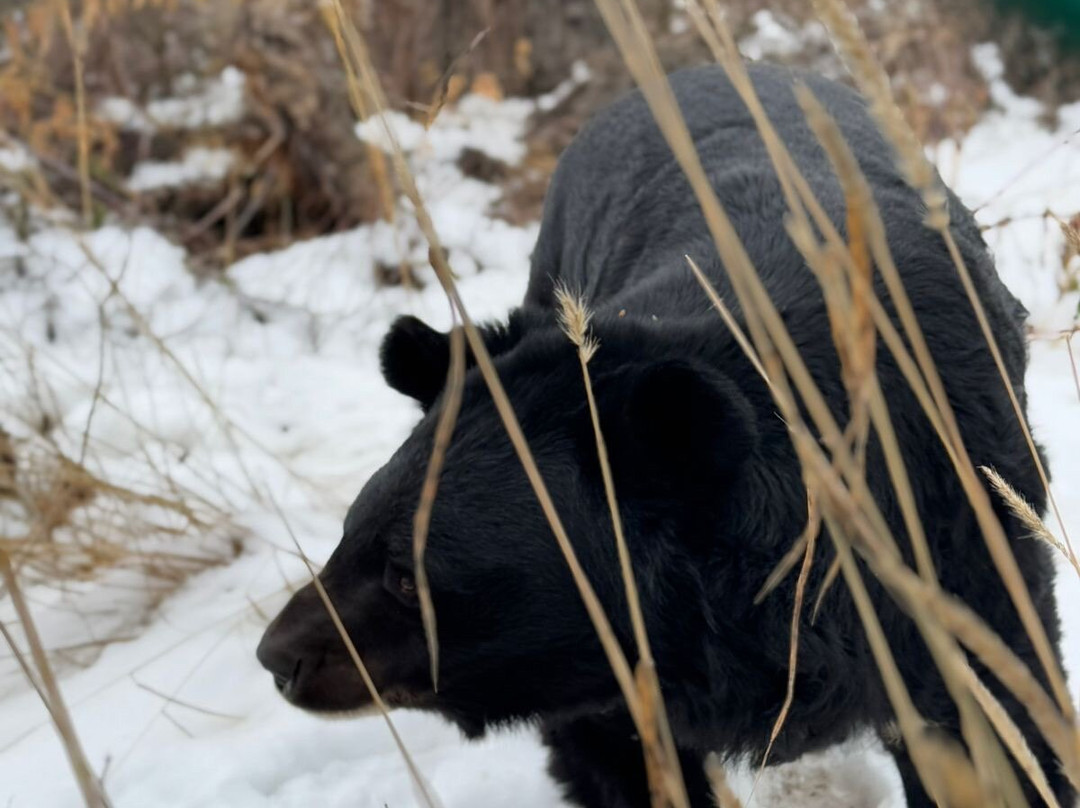 Dachigam Wildlife Sanctuary-斯利那加必去景点