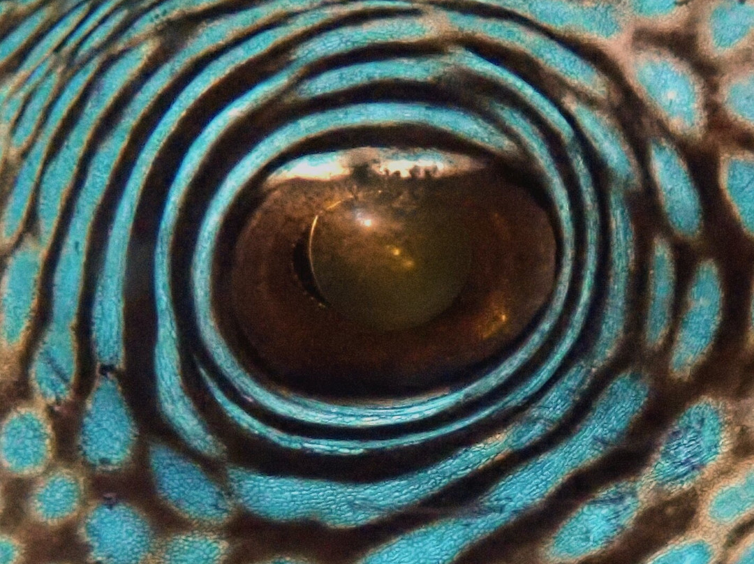 Ocean Gravity Dive Center Bali-沙努尔必去景点