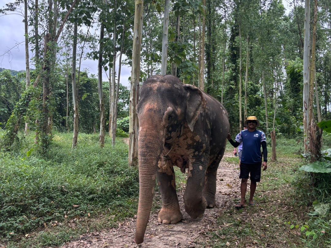 Kerchor Elephant Eco Park景点图片