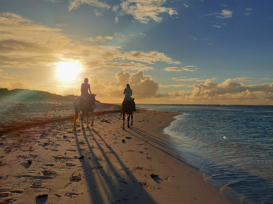 Francis Family Farm-Anegada必去景点