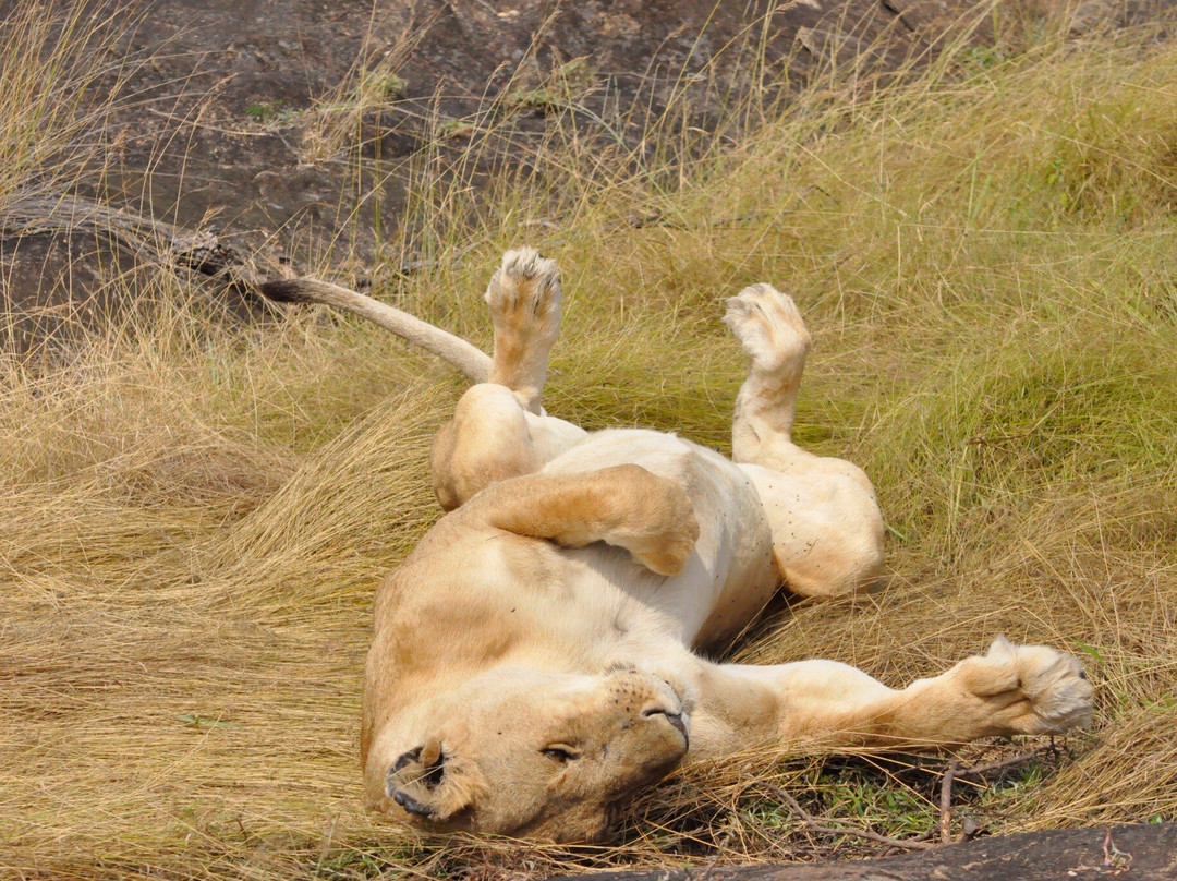 Mara Baloon Safari.-Talek必去景点